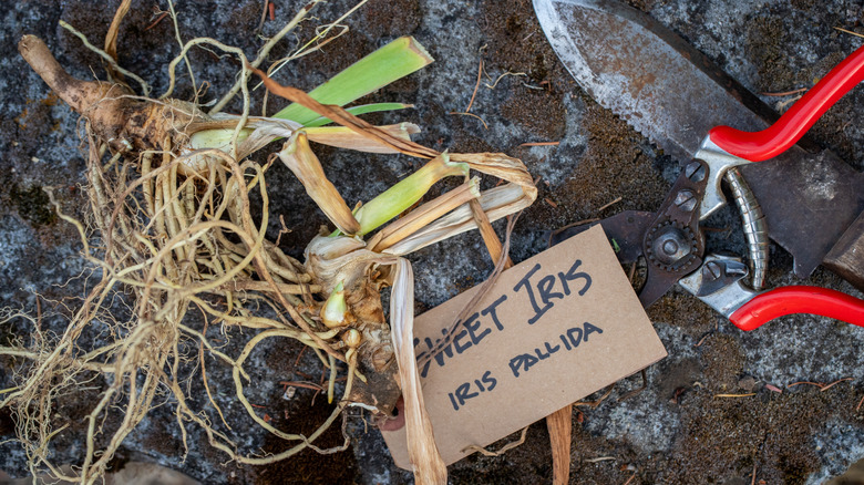 Dividing sweet iris with label and gardening tools