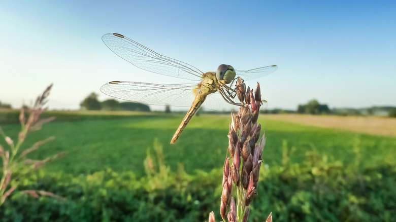 A dragonfly on a plant outside
