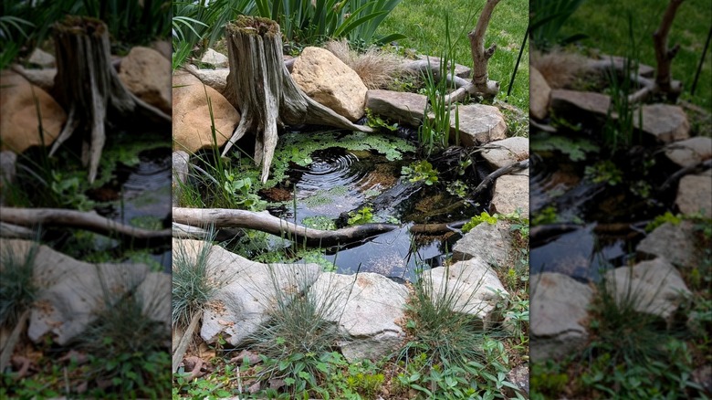 A small backyard pond with aquatic plants