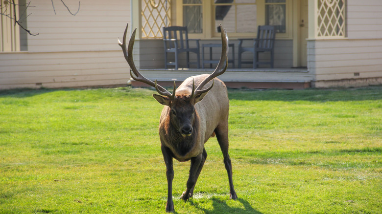 Elk in a backyard near a house