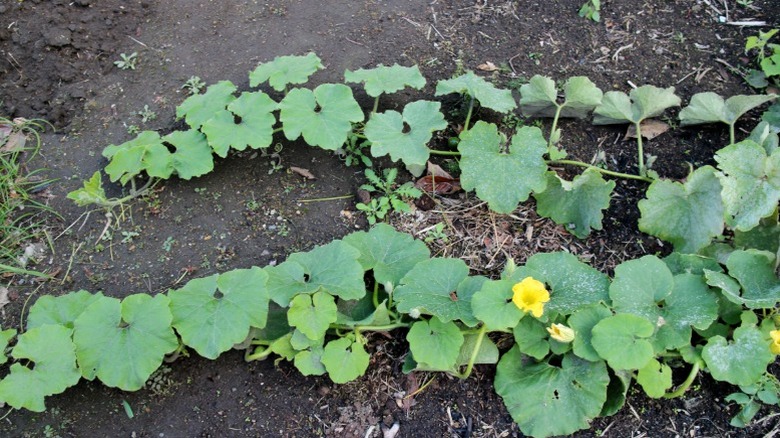 Two pumpkin vines growing across the ground side by side