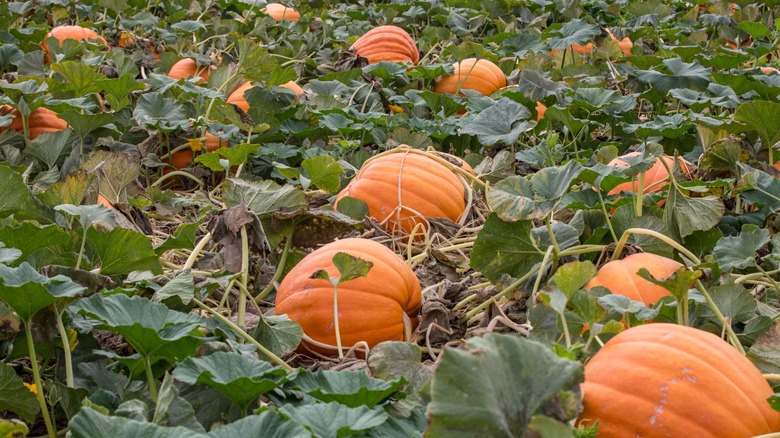A field of large ripe pumpkins