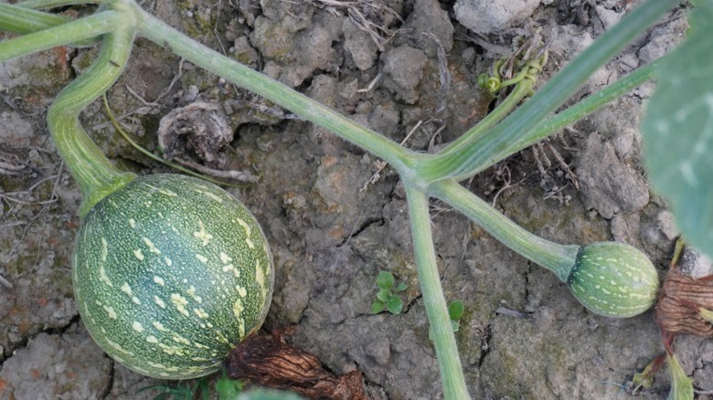 Two young pumpkin fruits growing on a vine