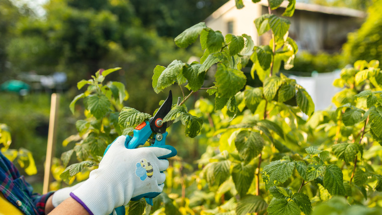gardener's hands with gloves pruning the tips of a raspberry plant