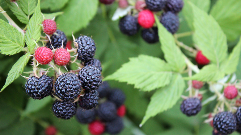 black raspberry bush with three large clusers of ripe and unripe berries