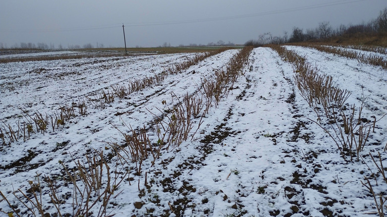 pruned raspberry patch in winter