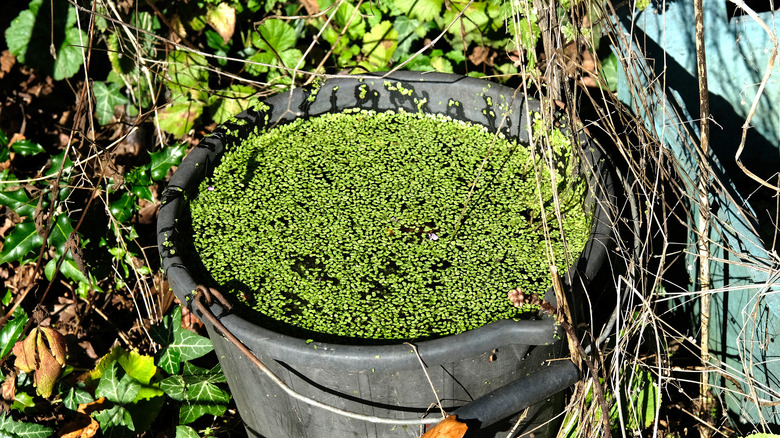 Weeds in a bucket for fertilizer tea