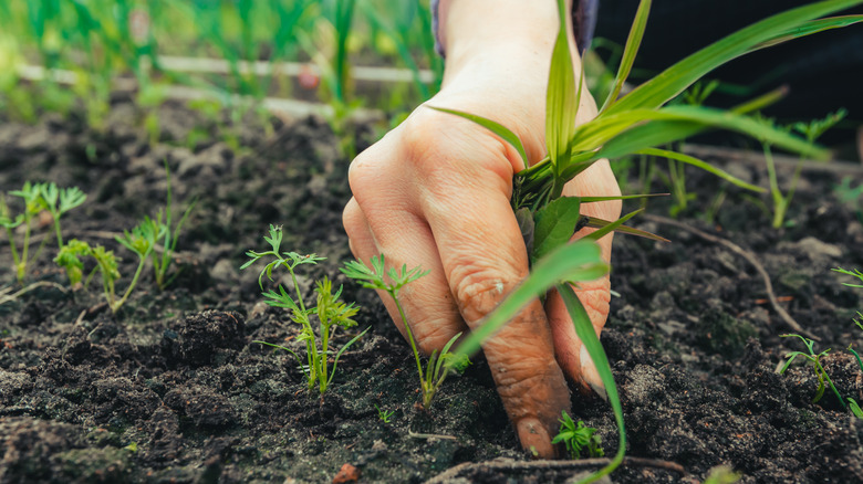 Close-up of hand pulling weeds in garden bed