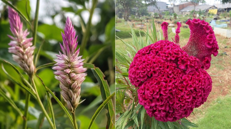 Split image with the flowers of the plumed celosia on the left and the flower of the cockscomb celosia on the right.