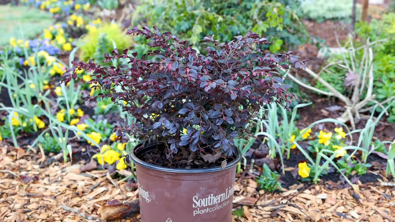 the vibrant purple foliage of the purple daydream loropetalum plant