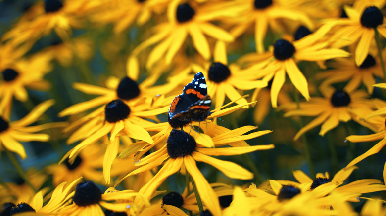 A butterfly rests on a black-eyed Susan bloom in a patch of the yellow flowers