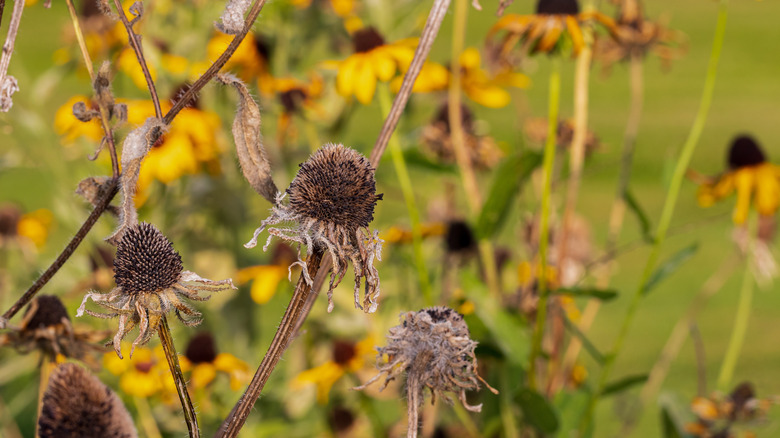 The seed heads of a black-eyed Susan are ready to harvest