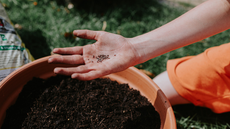 A gardener's hand is pictured holding seeds to sow onto a container