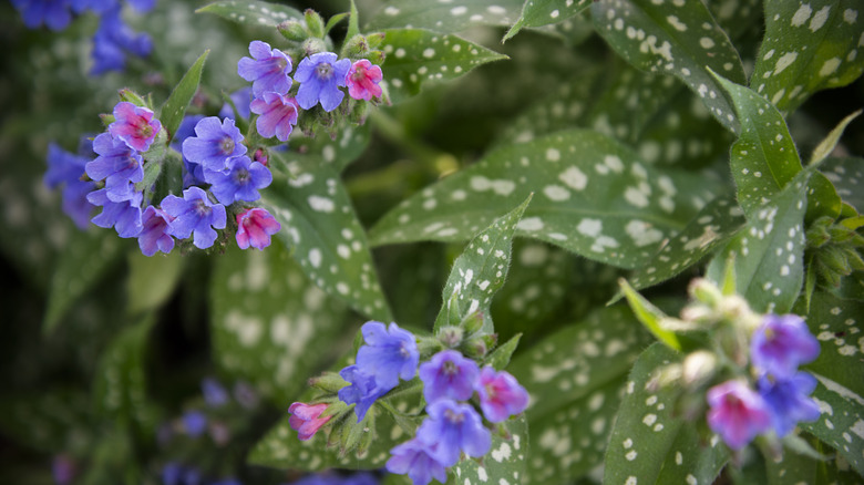 lungwort