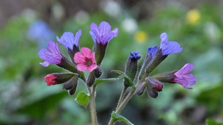 lungwort