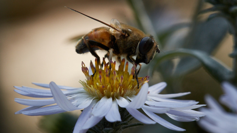 Close-up of a bee on a New York aster