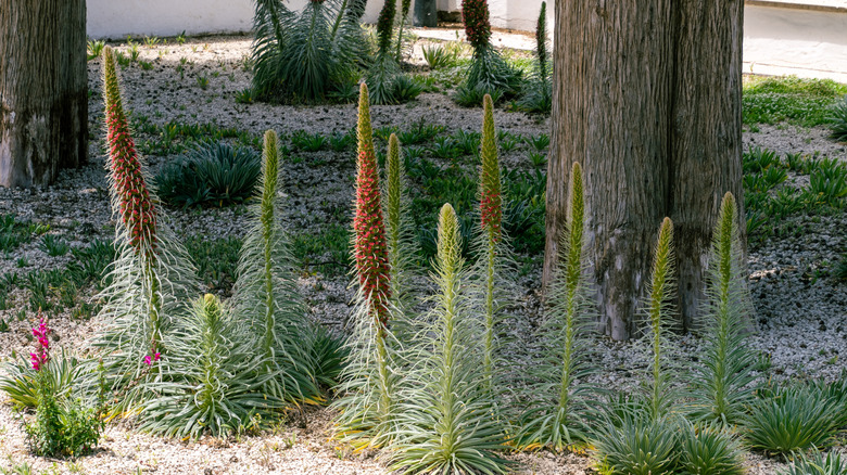 A cluster of flowering Echium wildpretii plants growing with trees in a garden bed in front of a house.