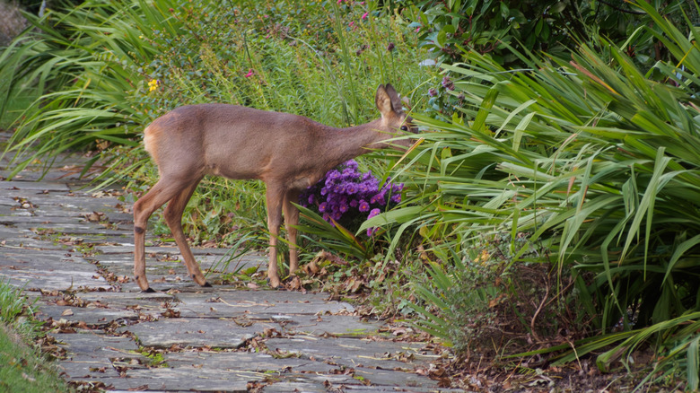 Deer investigating a garden