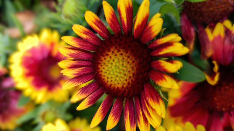 Close-up of a blanket flower