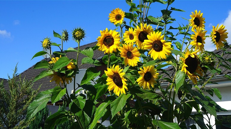 Sunflowers growing in backyard
