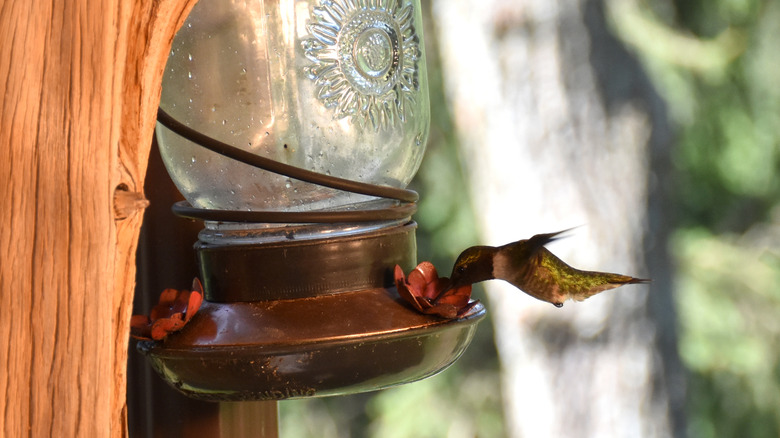 Hummingbird enjoying nectar from mason jar feeder