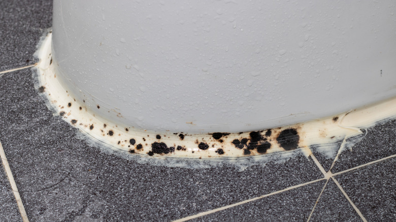 Mold around the base of a toilet