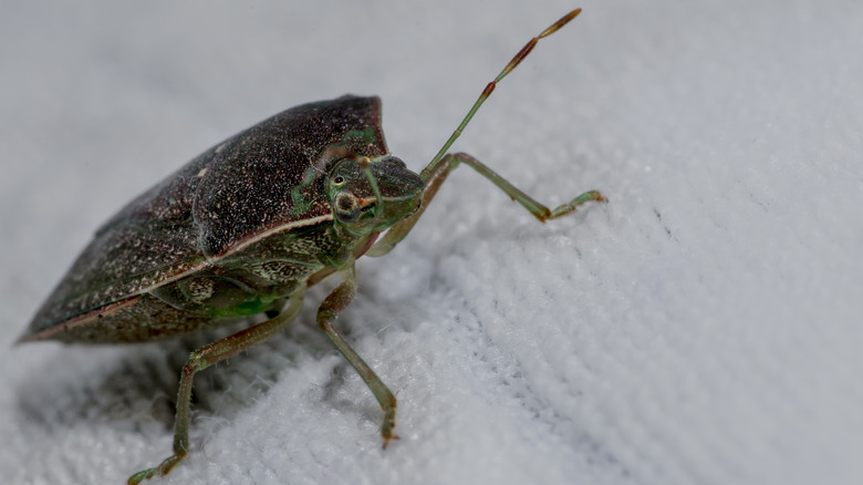 Stink bug on blanket