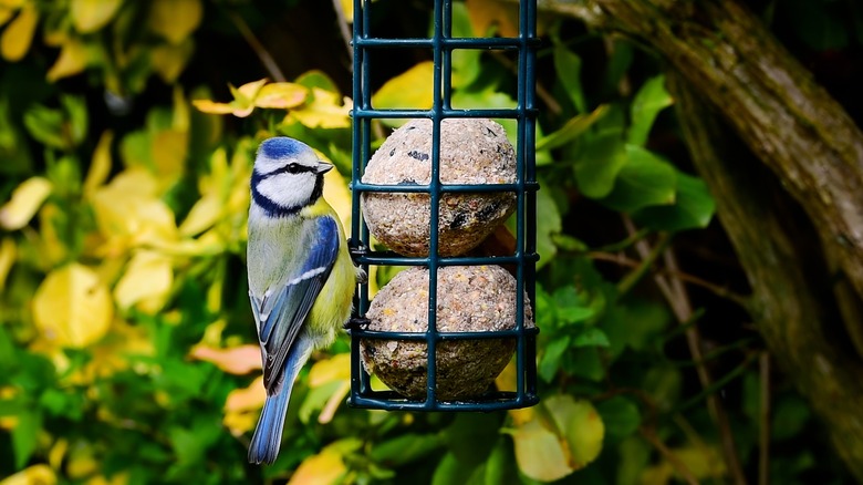 Bird on suet feeder