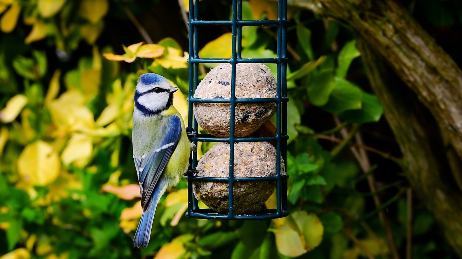 The Vinegar Trick You Should Be Using To Clean Your Suet Bird Feeder