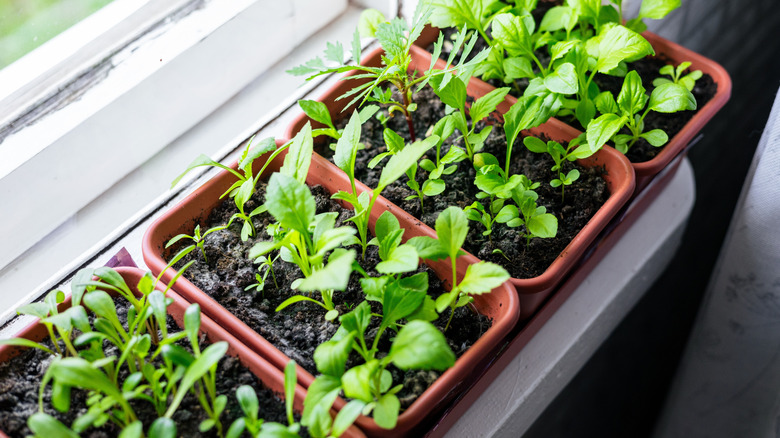 Seedlings grow on a windowsill