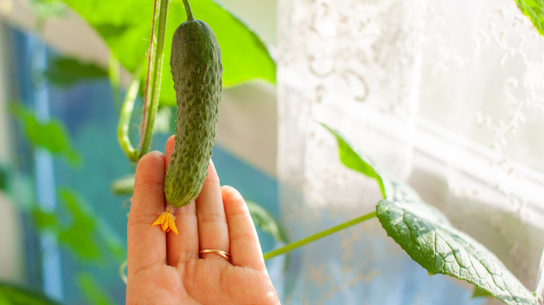 Indoor-grown cucumber is getting close to harvest.