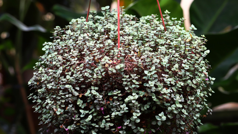 Turtle vine hanging in a pot