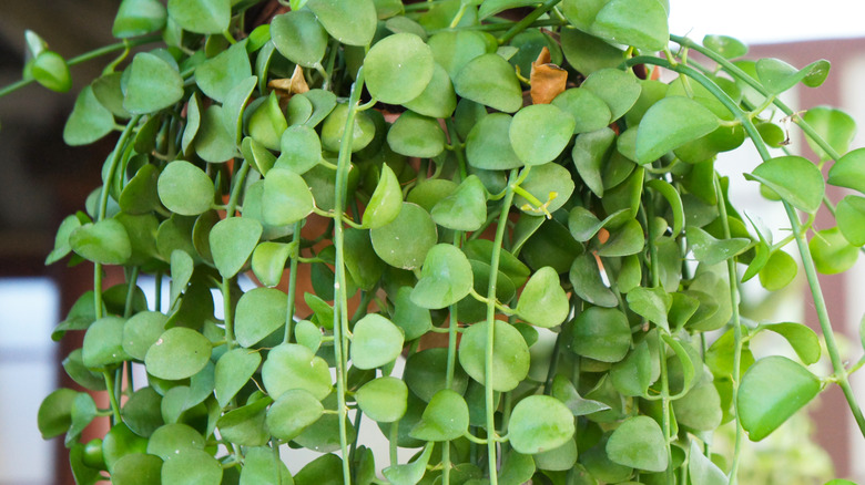 A string of nickels plant with green leaves