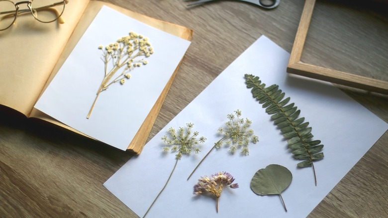 Dried flowers arranged on paper