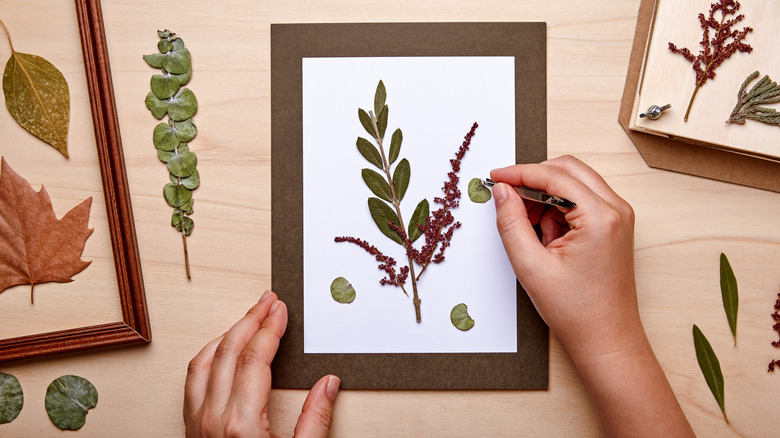 Hands use tweezers to place pressed leaves into paper for display