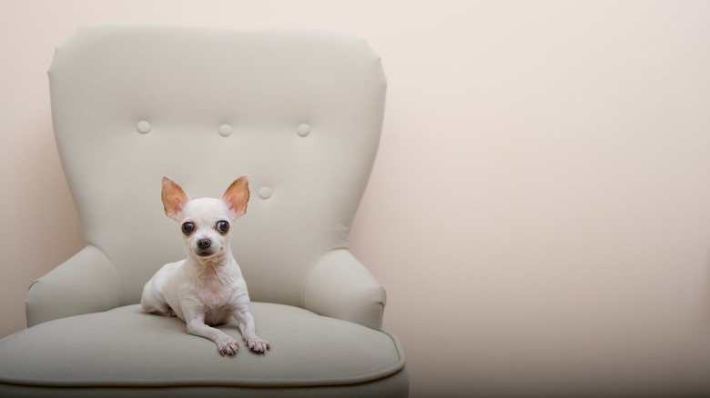 A small white dog on a beige REMSTA chair