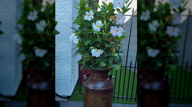 A vintage milk can turned into a planter in a backyard.