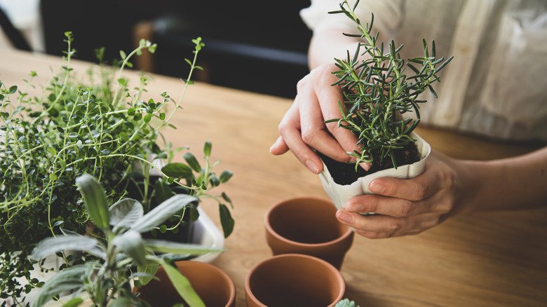 person taking plant out of pot