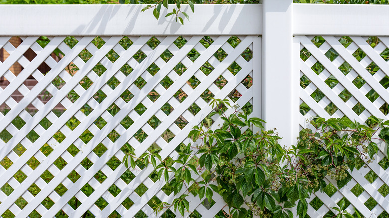 White vinyl fence with plant growing near it