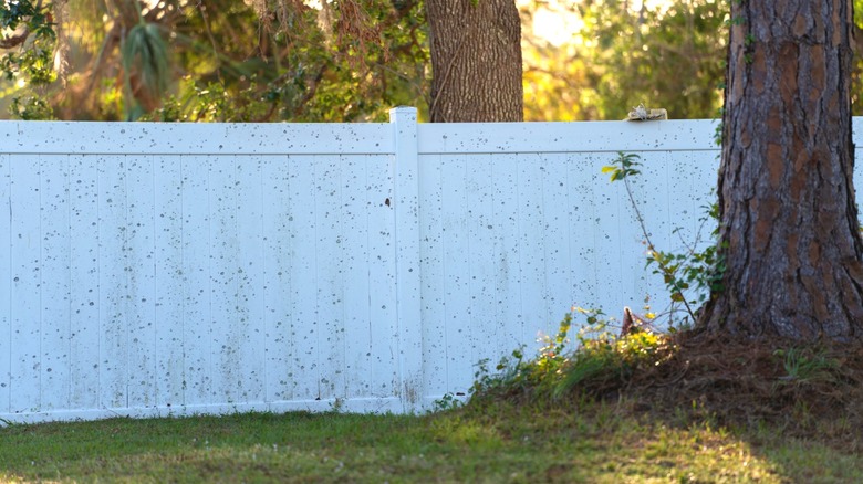 A dirty white vinyl fence behind a tree