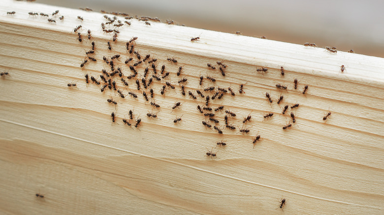 Ants crawling on baseboard