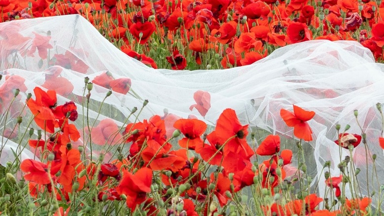 tulle fabric over poppies