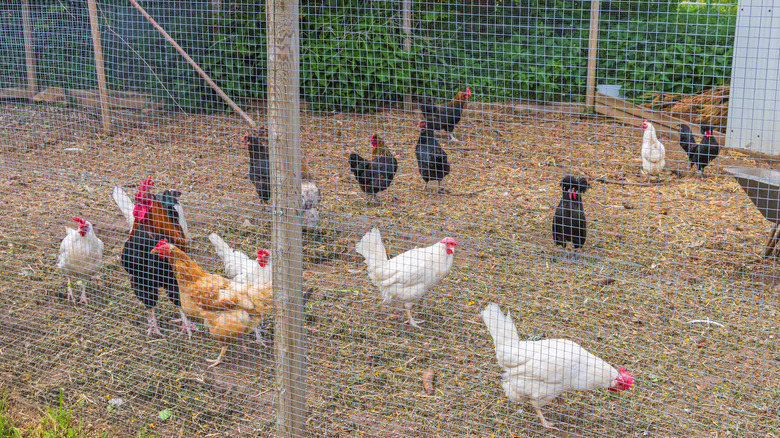 Chickens behind silver chicken wire