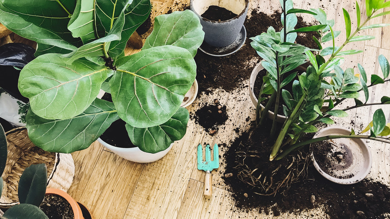 plants ready for repotting