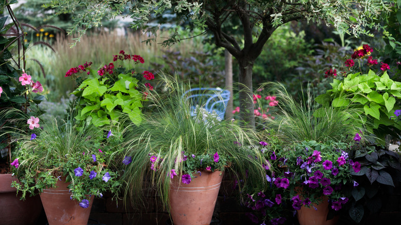 multiple vibrant plant arrangements