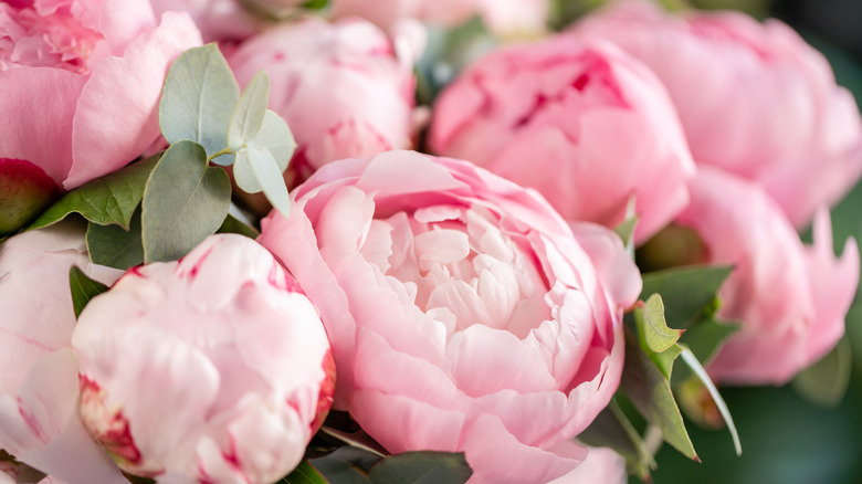 Pink peony blooms