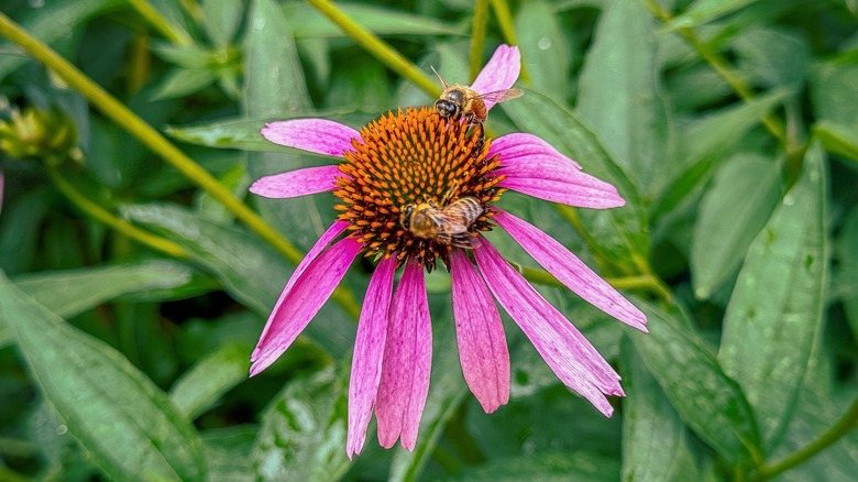 Bees on coneflower