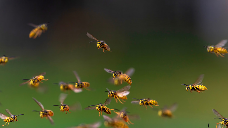 A swarm of wasps fly against the background of a green summer garden