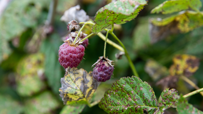 Rotting raspberries on a bush