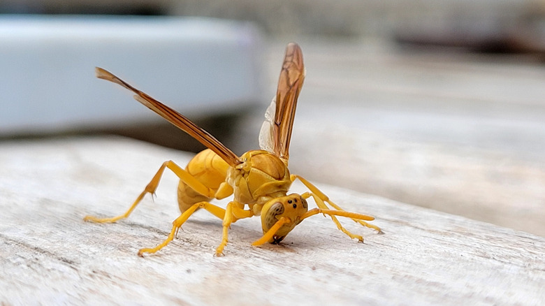 A golden paper wasp scraping fibers from a piece of wood.